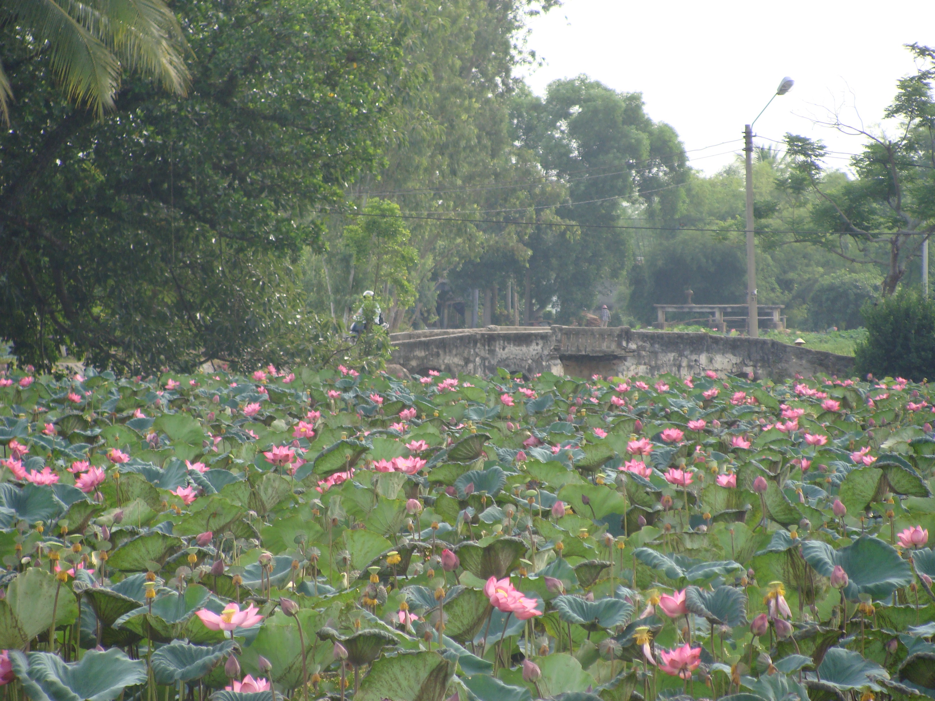 Bàu Hà Kiều