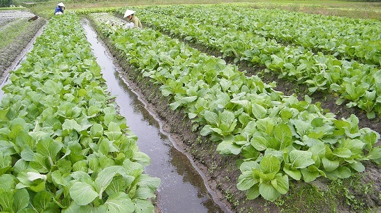 Làng rau Hưng Mỹ