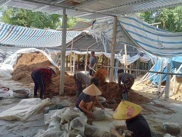 Hiệu quả từ mô hình trồng nấm rơm